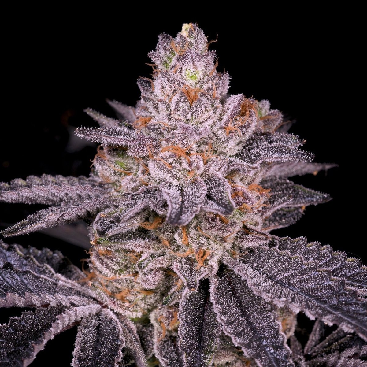🎁 Slurricane Seeds (100% off) - Premium Cultivars