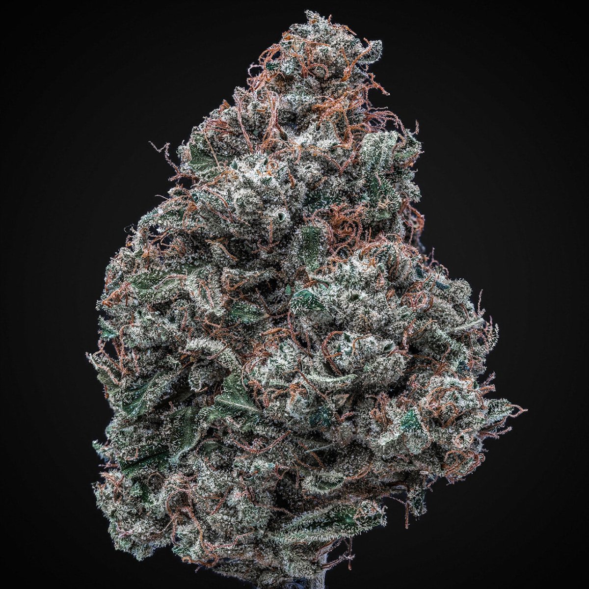 Snowman Seeds - Premium Cultivars