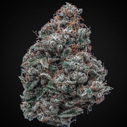 Snowman Seeds - Premium Cultivars