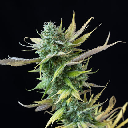 Sour Candy Seeds - Premium Cultivars