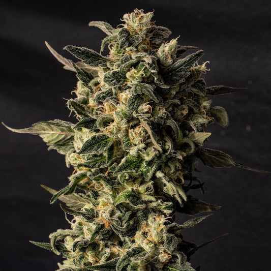 🎁 Sour Kush Seeds (100% off)