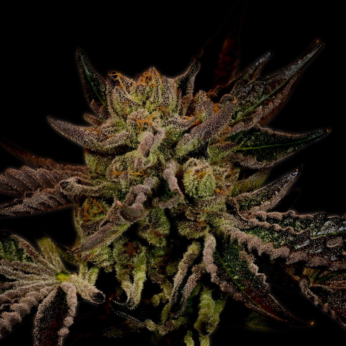 🎁 Sour OG Seeds (100% off) - Premium Cultivars