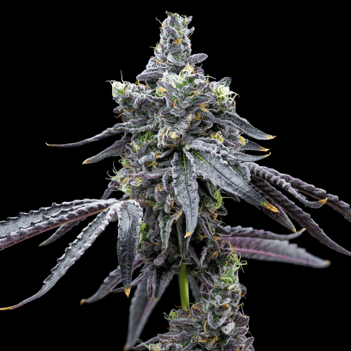 🎁 Sour Runtz Autoflower Seeds (100% off) - Premium Cultivars