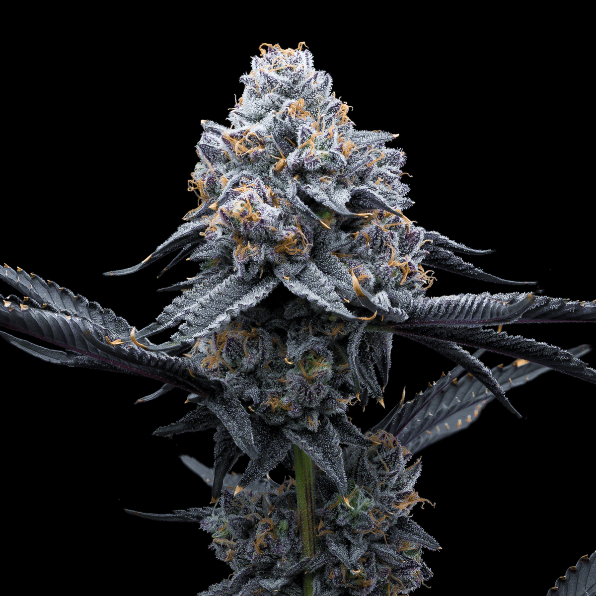 🎁 Space Runtz Seeds (100% off)