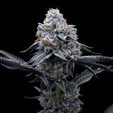 🎁 Space Runtz Seeds (100% off)