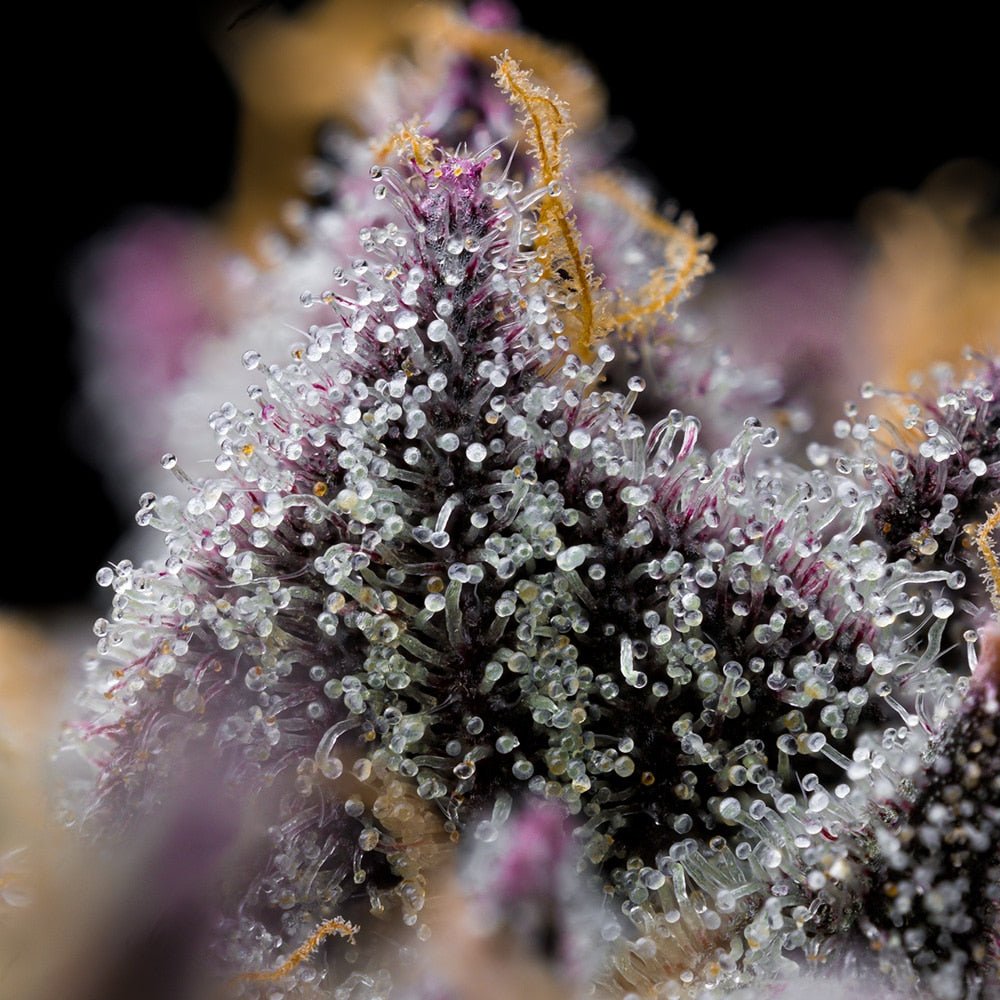 Space Runtz Seeds - Premium Cultivars