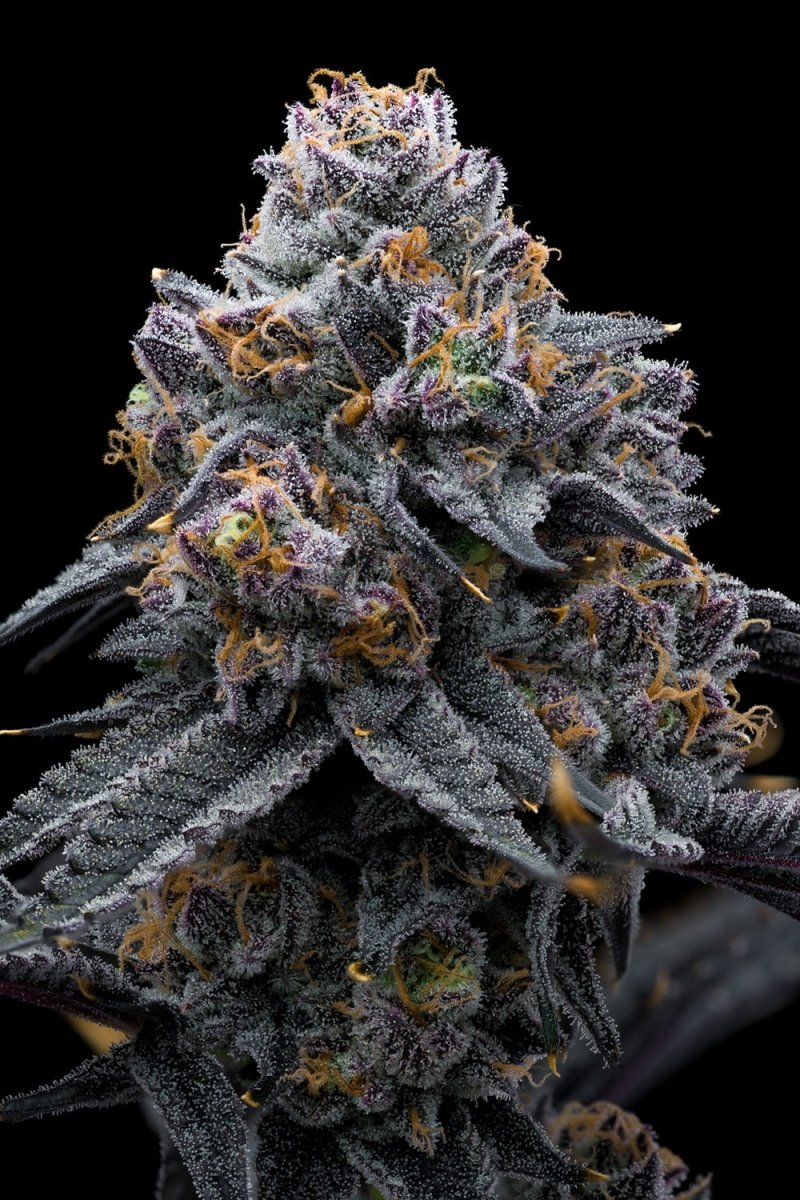 Space Runtz Seeds - Premium Cultivars