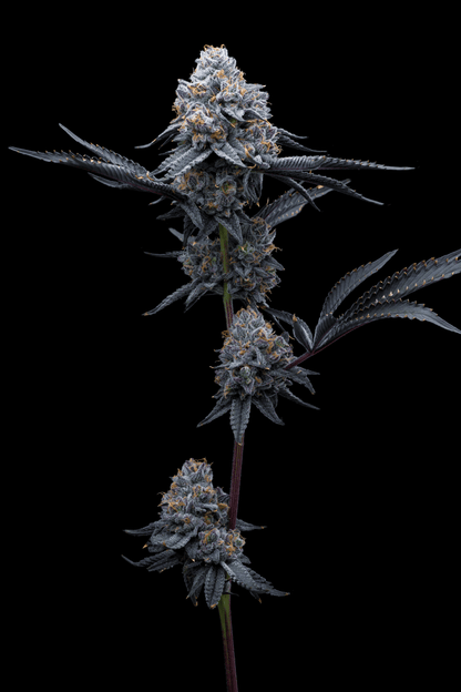 Space Runtz Seeds - Premium Cultivars