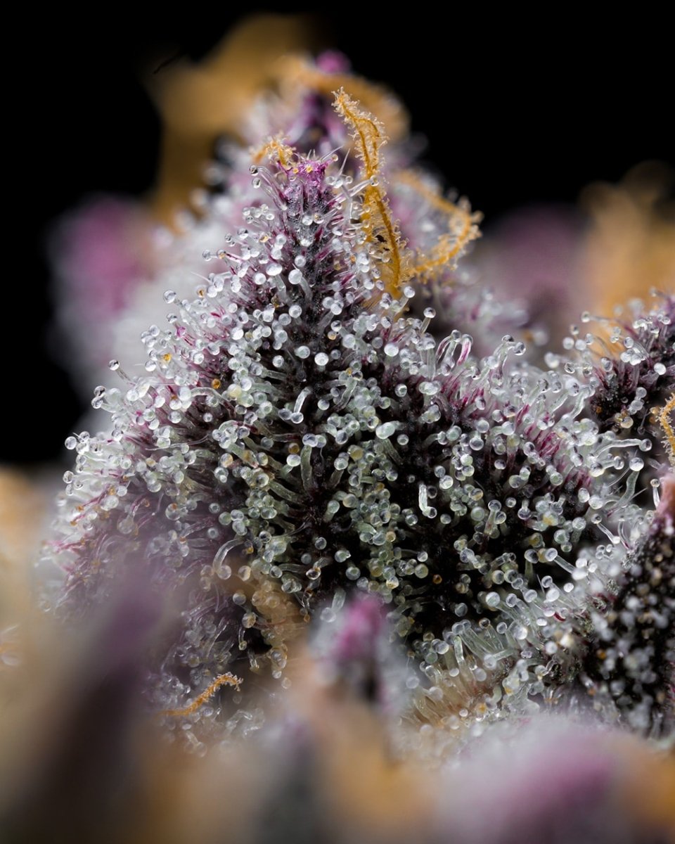 Space Runtz Seeds - Premium Cultivars