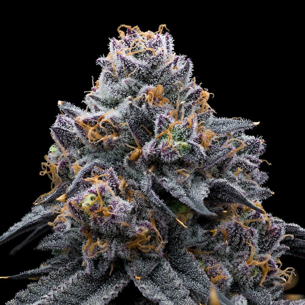 S*O様 dugudagii SPACE WEEDS Space Runtz Seeds – Premium Cultivars