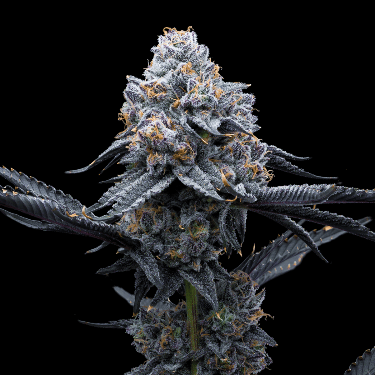 Space Runtz Seeds - Premium Cultivars