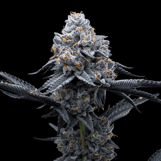 Space Runtz Seeds - Premium Cultivars