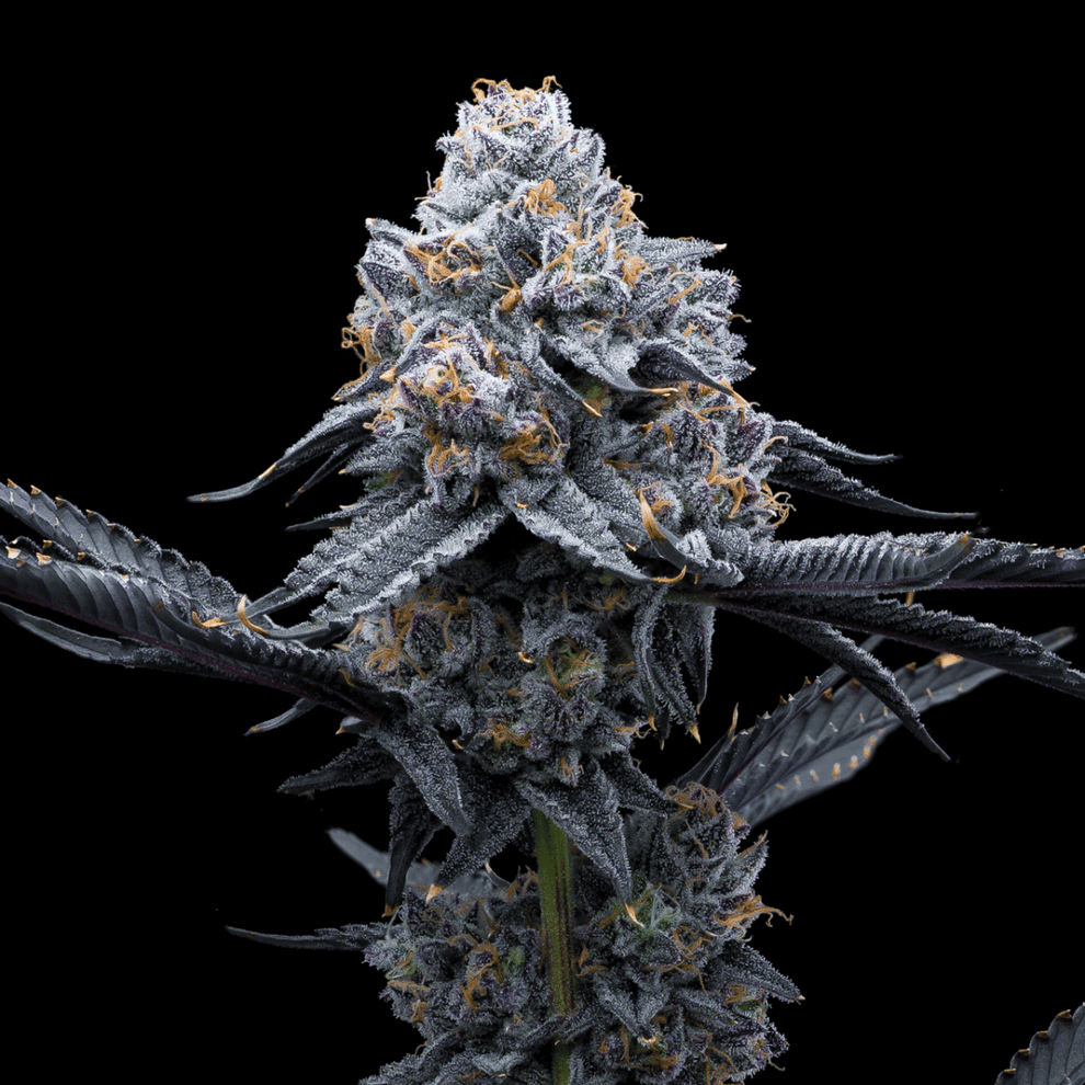 Space Runtz Seeds – Premium Cultivars