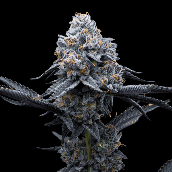 space-runtz-seeds-