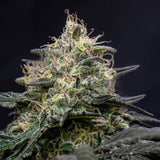 🎁 Star Killer Seeds (100% off)