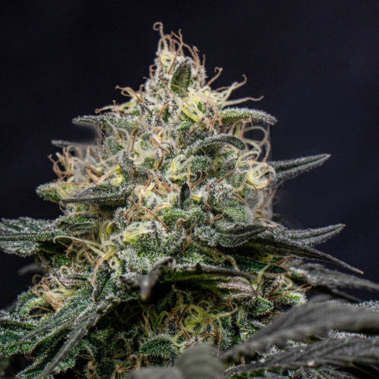 🎁 Star Killer Seeds (100% off) - Premium Cultivars