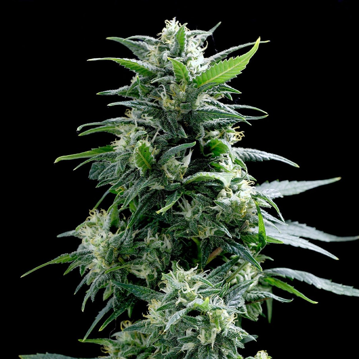 🎁 Sticky Buns Seeds (100% off) - Premium Cultivars
