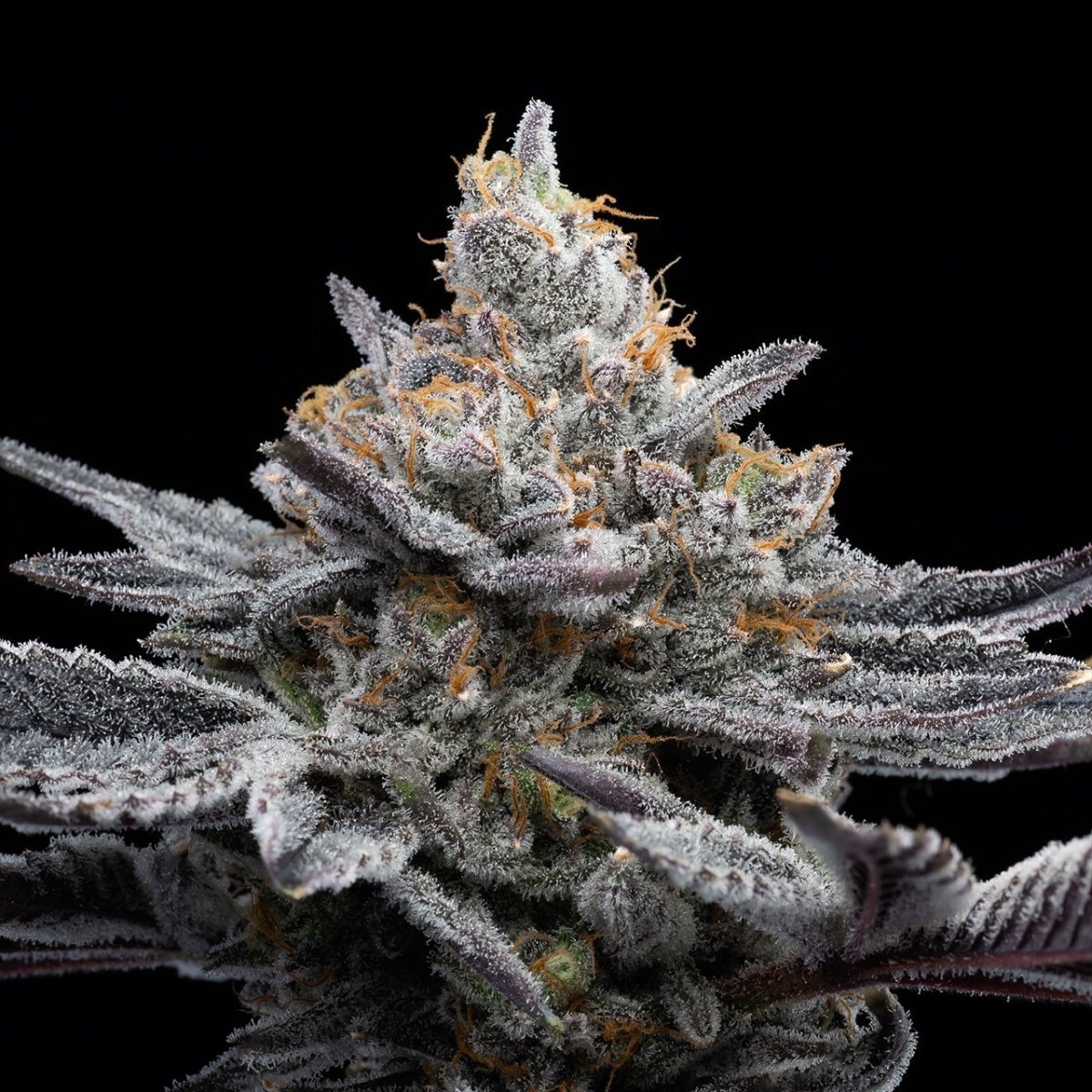 A large cannabis cola from the London Pound cake strain.