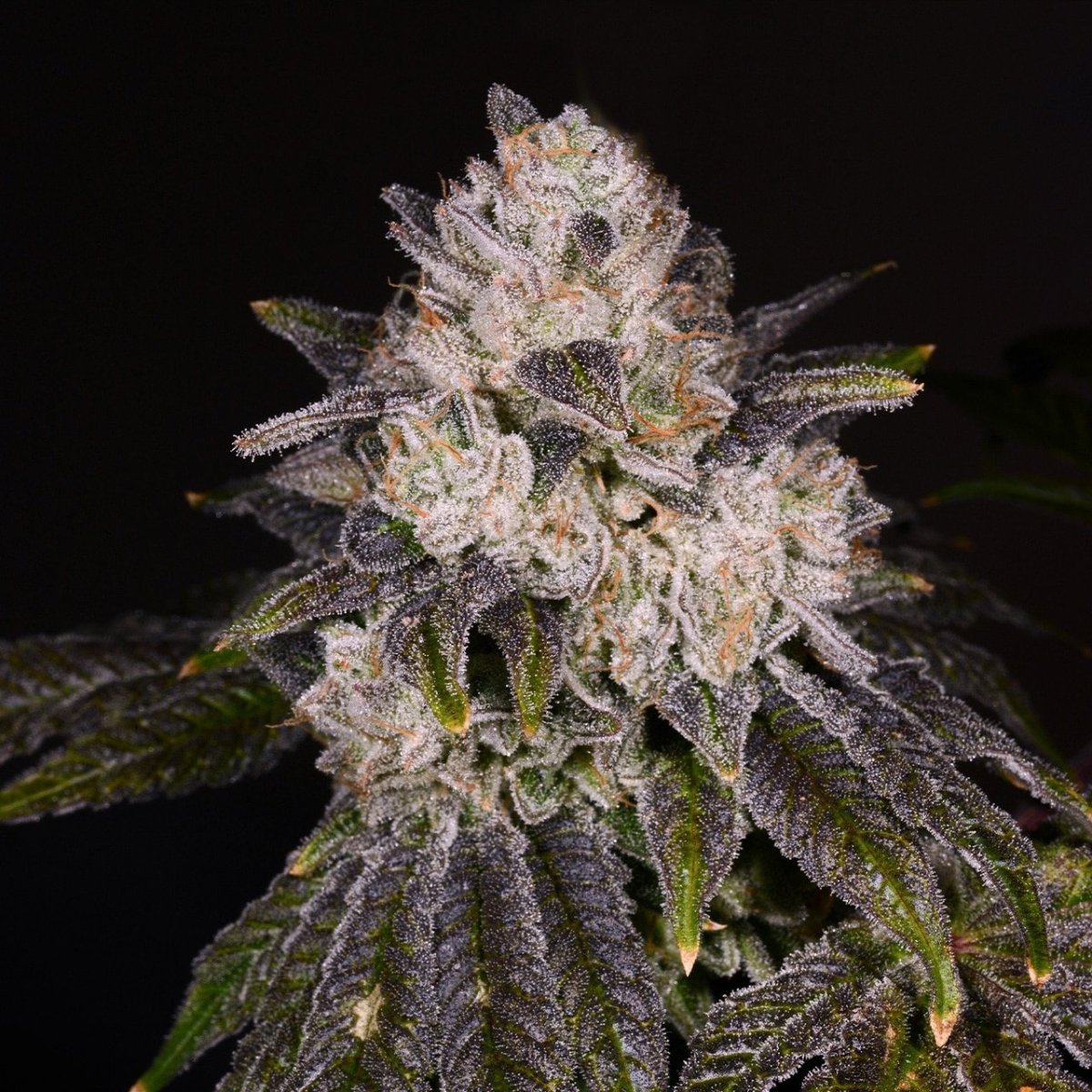 🎁 Strawberry Shortcake Seeds (100% off) - Premium Cultivars