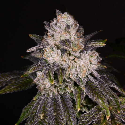 🎁 Strawberry Shortcake Seeds (100% off) - Premium Cultivars
