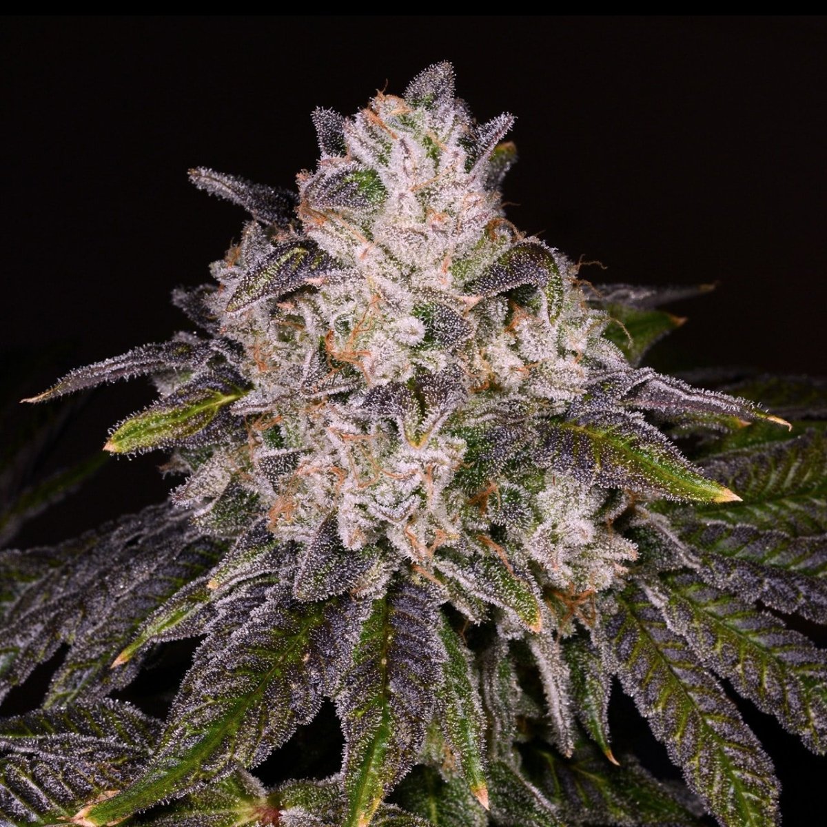 🎁 Strawnana Seeds (100% off) - Premium Cultivars