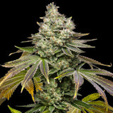 🎁 Sundae Driver Seeds (100% off)