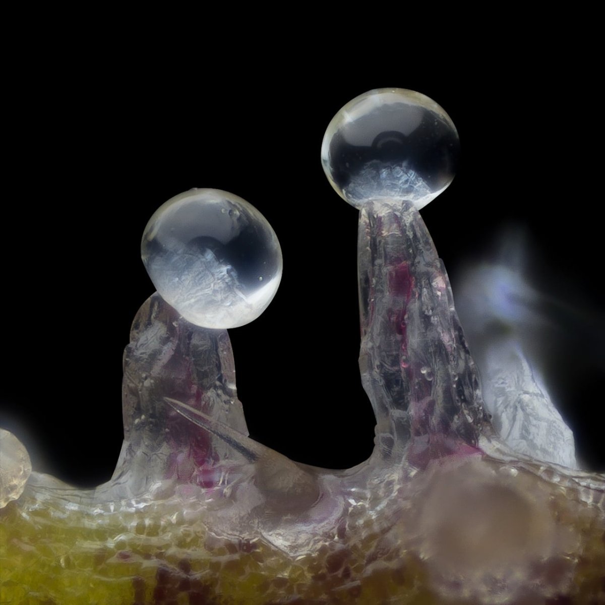 Sundae Driver Seeds - Premium Cultivars