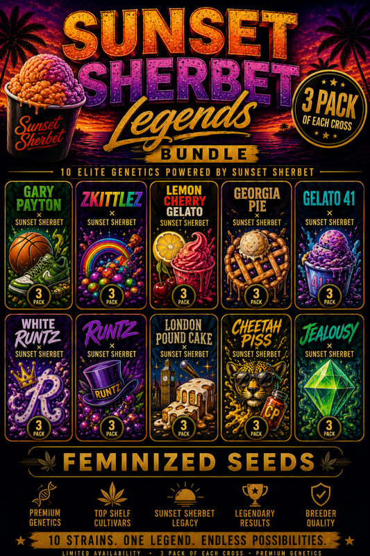 Sunset Sherbet Legends - 30 Feminized Seeds Bundle