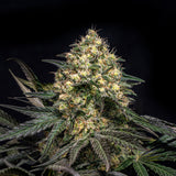 🎁 Super Glue Seeds (100% off)