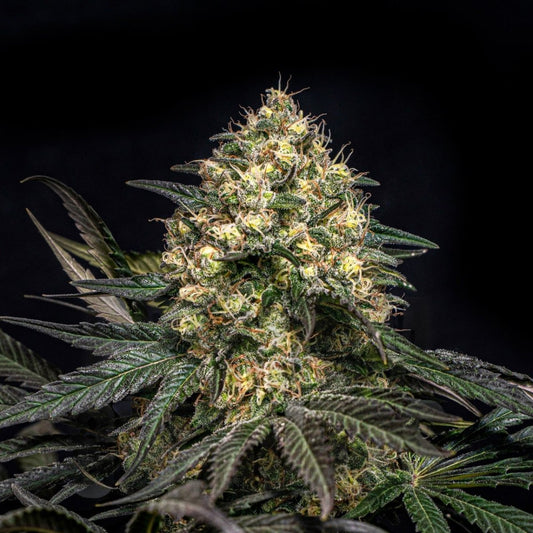 🎁 Super Glue Seeds (100% off) - Premium Cultivars