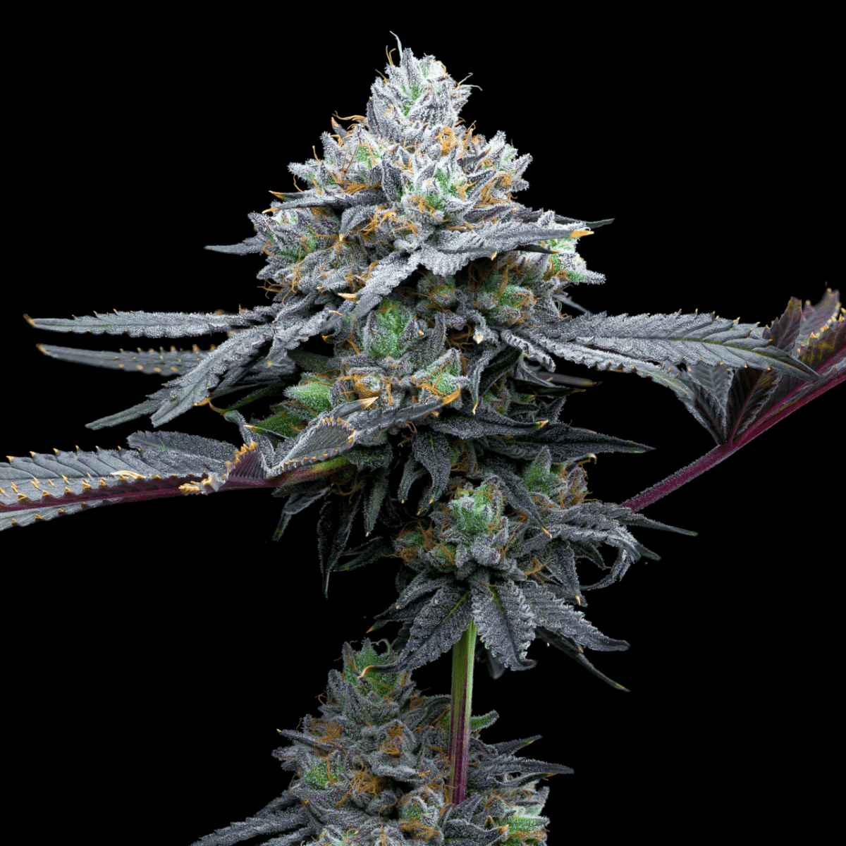 🎁 Super Runtz Seeds (100% off) - Premium Cultivars