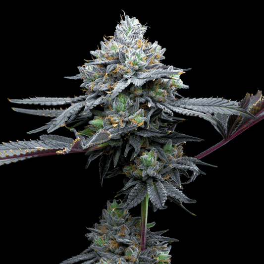 🎁 Super Runtz Seeds (100% off) - Premium Cultivars