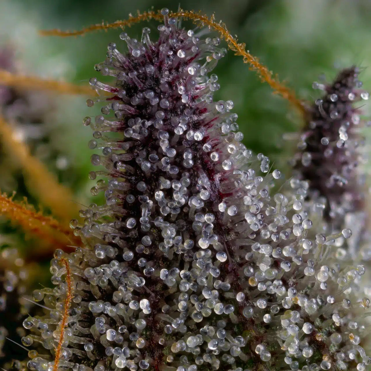 Super Runtz Seeds - Premium Cultivars