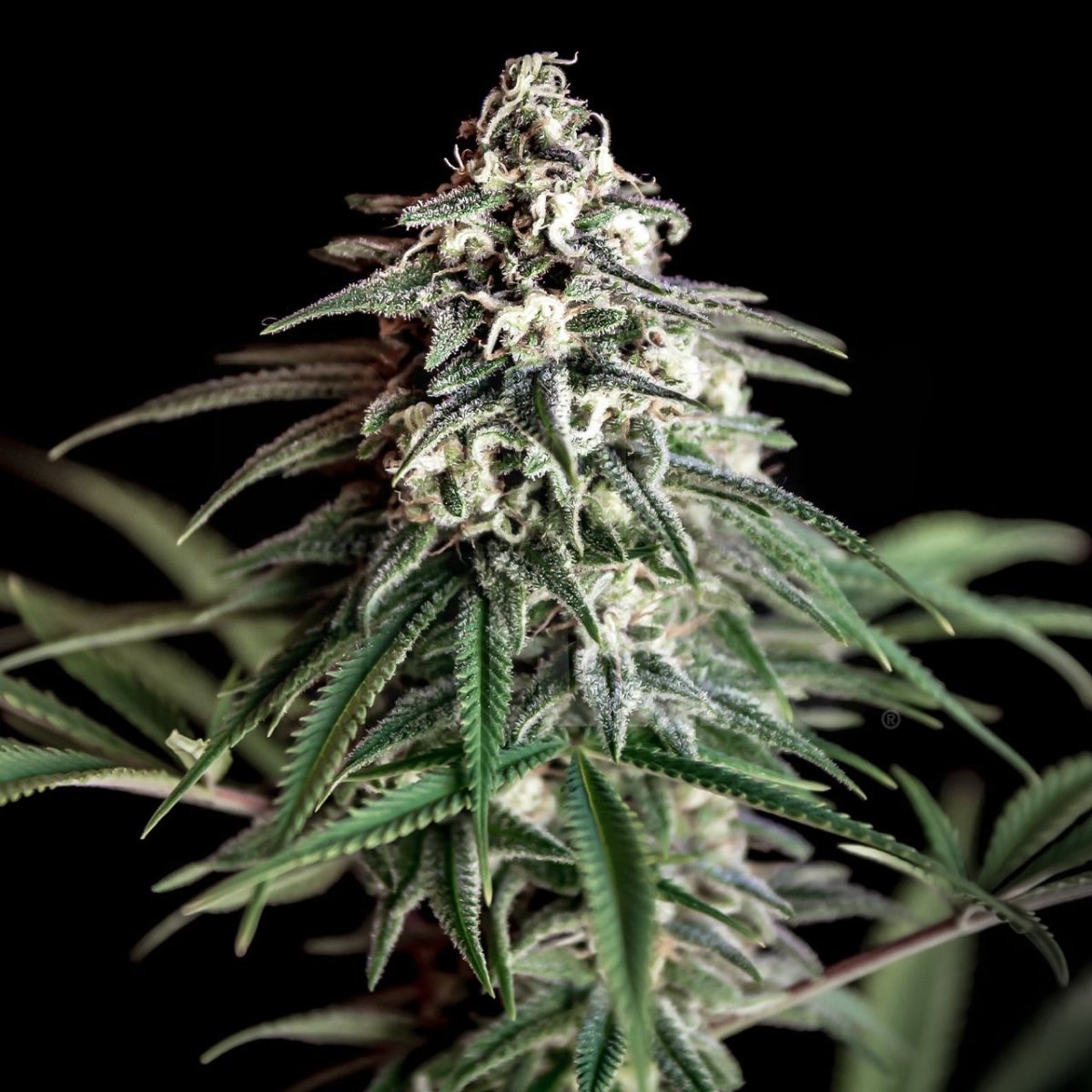 Super Silver Haze Autoflower Seeds
