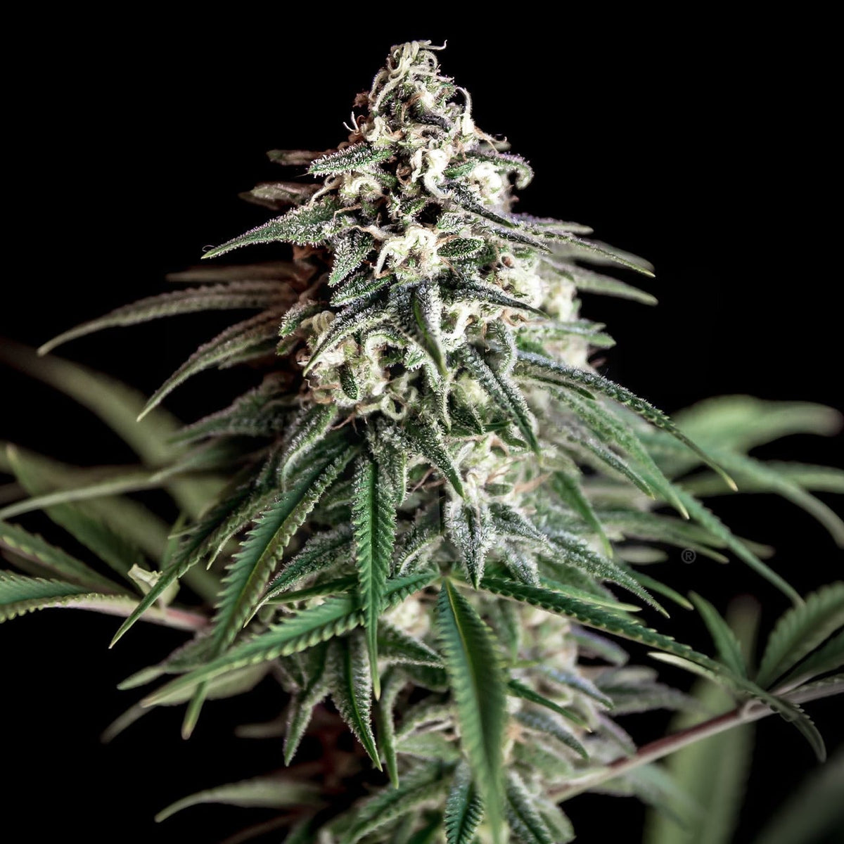 🎁 Super Silver Haze Autoflower Seeds (100% off)