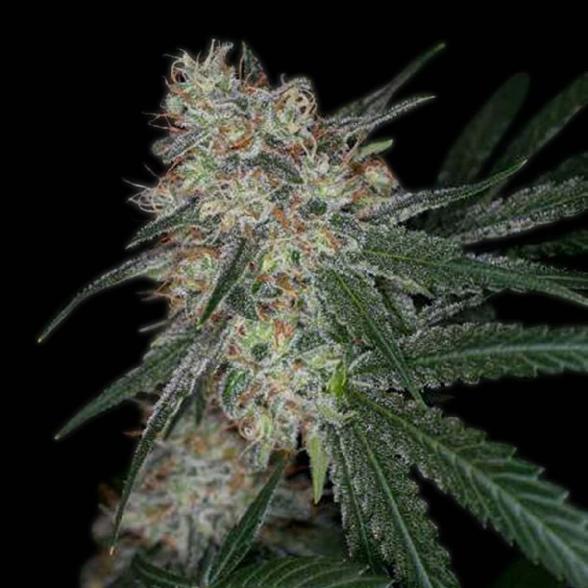 Super Sour Diesel Autoflower Cannabis Plant
