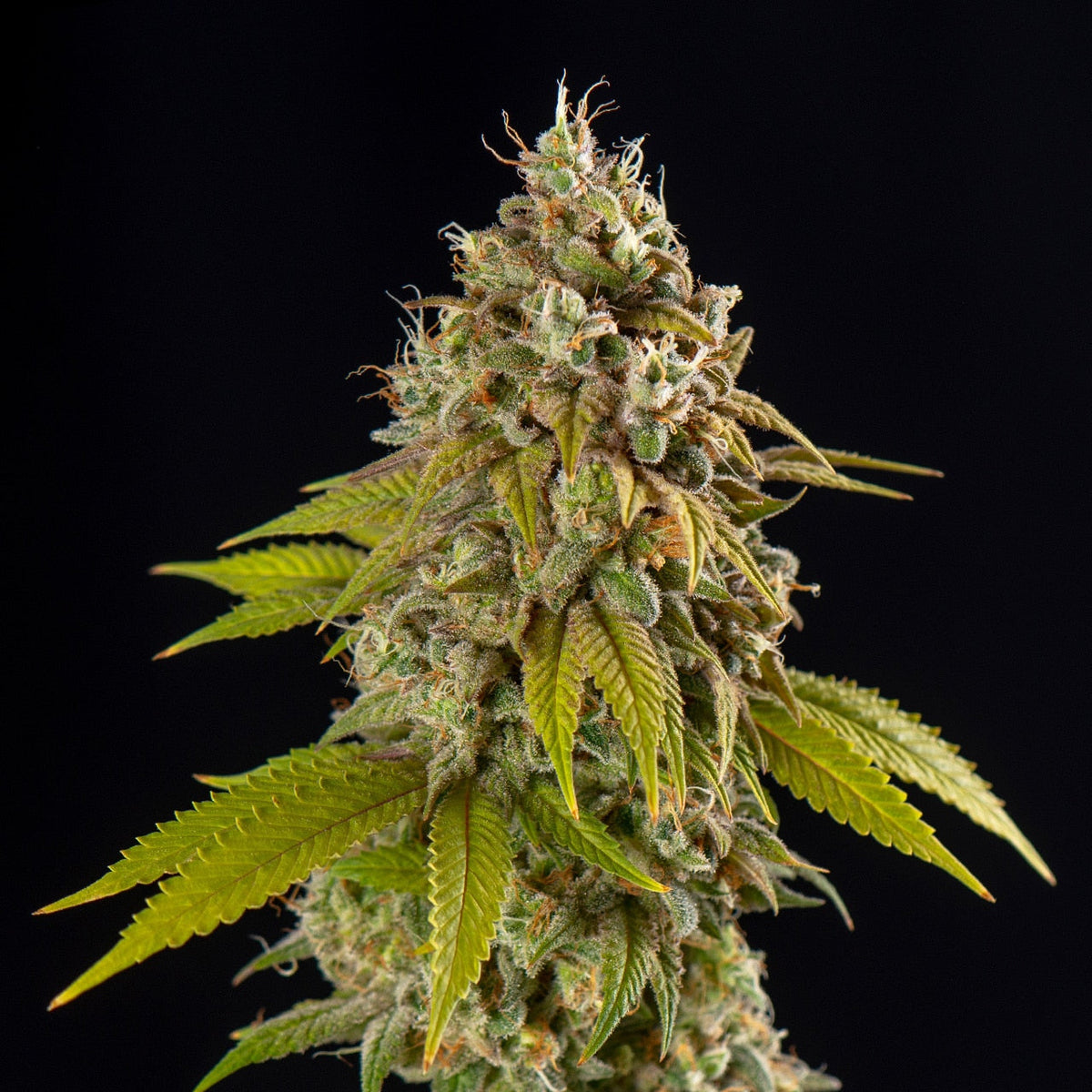 🎁 Sweet Tea Seeds (100% off)