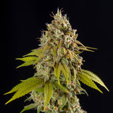 🎁 Sweet Tea Seeds (100% off)