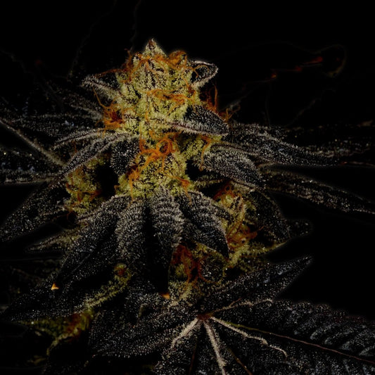 Tahoe OG Feminized Cannabis Plant