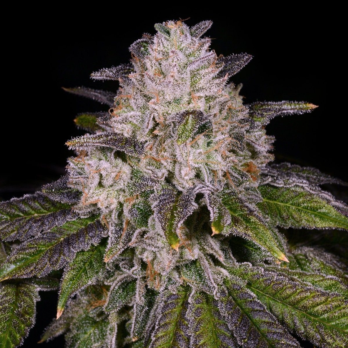 🎁 The Glove Seeds (100% off) - Premium Cultivars