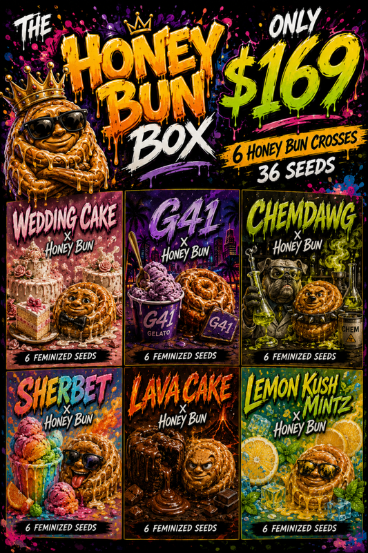 The Honey Bun Box- 6 Strains x 6 Feminized Seeds Each