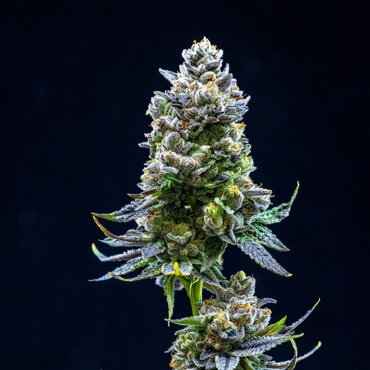 🎁 Thin Mint Seeds (100% off) - Premium Cultivars