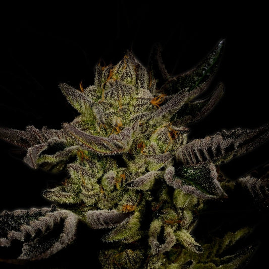 🎁 Trainwreck Autoflower Seeds (100% off) - Premium Cultivars