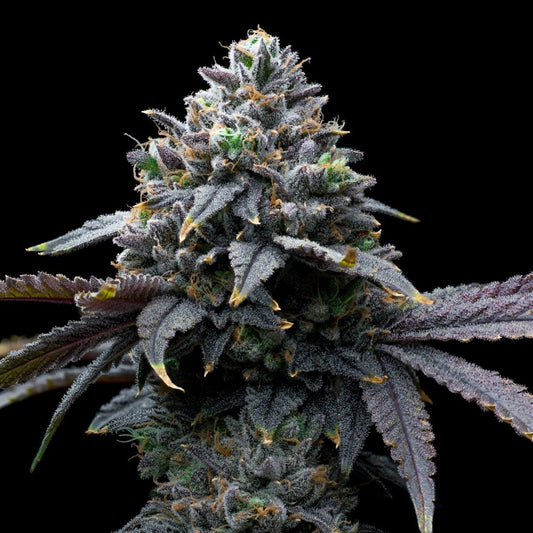 🎁 Tropical Runtz Seeds (100% off) - Premium Cultivars