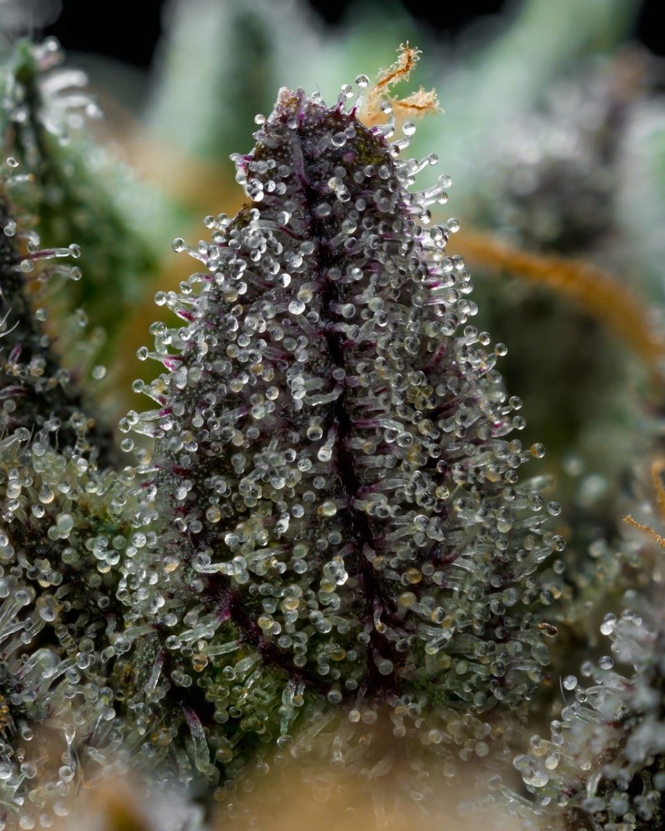 Tropical Runtz Seeds 3