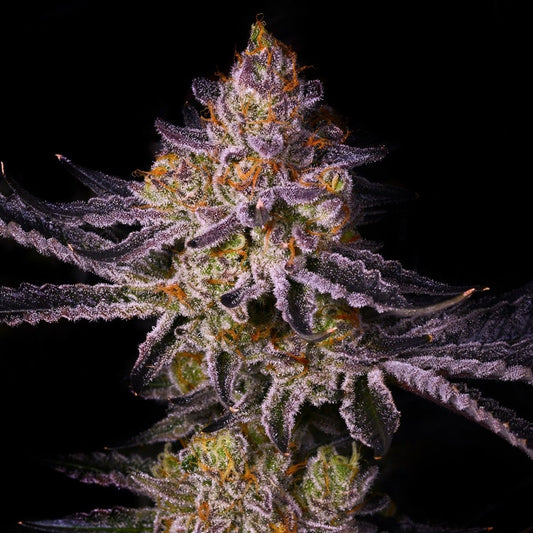 🎁 Tropicana Cherry Seeds (100% off) - Premium Cultivars