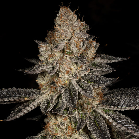 Tropicana Cookies Strain