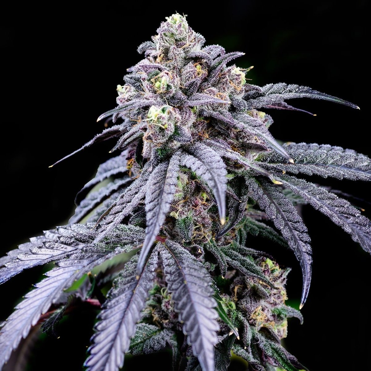 🎁 Trufflez Seeds (100% off) - Premium Cultivars