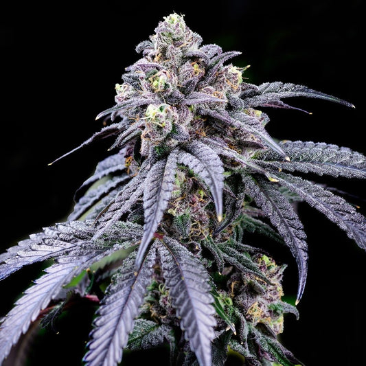 🎁 Trufflez Seeds (100% off) - Premium Cultivars