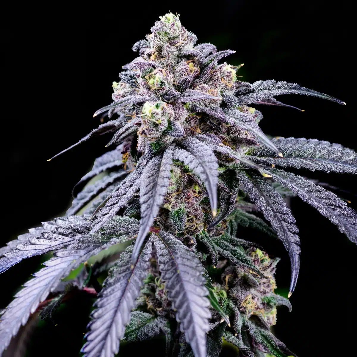 Trufflez Seeds - Premium Cultivars